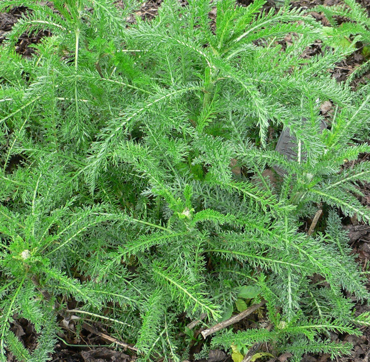 Achillea Millefolium